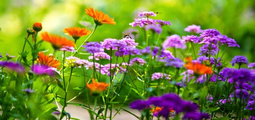 Plants Collection