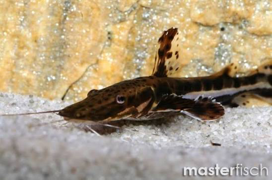 Shovel nose cat fish