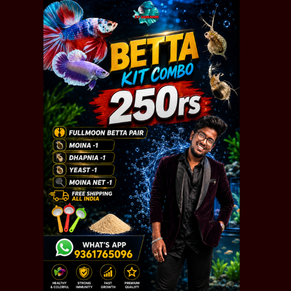 Betta fish combo